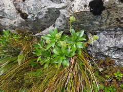 Celmisia holosericea