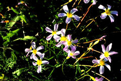 Oxalis leptogramma