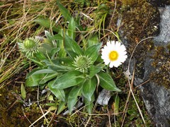 Celmisia holosericea