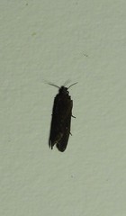 Cryptaspasma
