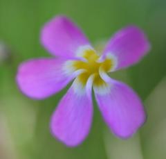 Oxalis leptogramma