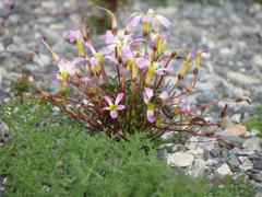 Oxalis leptogramma