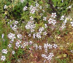 Jamesbrittenia racemosa