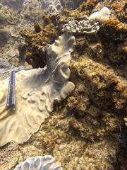 Lobophytum patulum