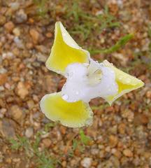 Moraea serpentina