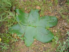 Brunsvigia bosmaniae