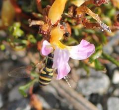 Ischiodon aegyptius