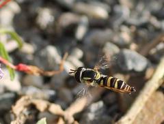 Ischiodon aegyptius