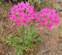 Pelargonium incrassatum