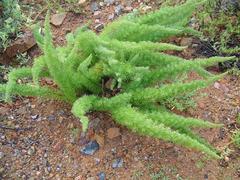 Asparagus juniperoides