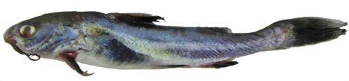 Peruaanse zeemeerval (Galeichthys peruvianus) — Ariidae — 2