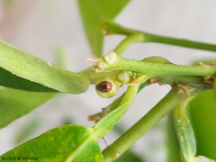 Scymnobius ecuadoricus