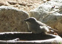 Curruca layardi layardi