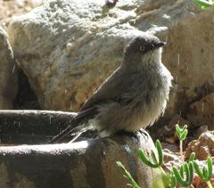 Curruca layardi layardi