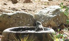 Curruca layardi layardi