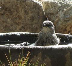 Curruca layardi layardi