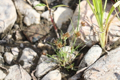 Cyperus diandrus