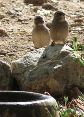 Curruca layardi layardi