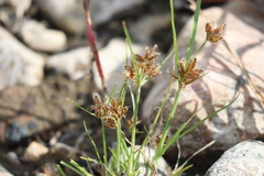 Cyperus diandrus