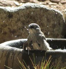 Curruca layardi layardi