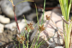 Cyperus diandrus
