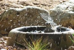 Curruca layardi layardi