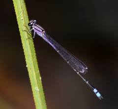 Enallagma novaehispaniae
