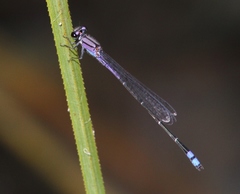 Enallagma novaehispaniae