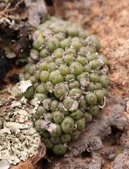 Conophytum pium