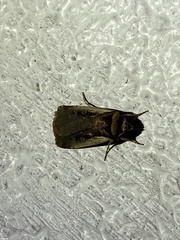 Ochropleura implecta