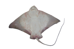 Myliobatis peruvianus