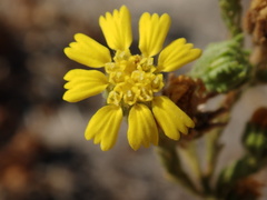 Deinandra bacigalupii