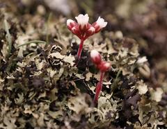 Crassula exilis exilis