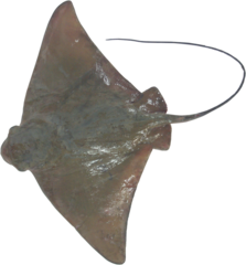 Myliobatis peruvianus