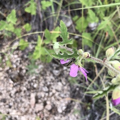 Acmaeodera solitaria