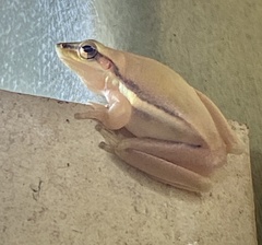 Litoria bicolor