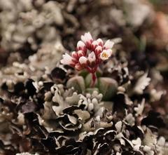 Crassula exilis exilis