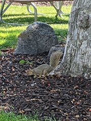 Sciurus niger