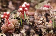 Crassula exilis exilis