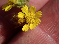 Deinandra bacigalupii