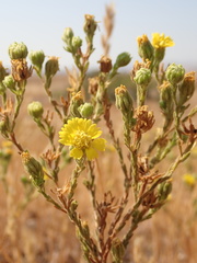 Deinandra bacigalupii