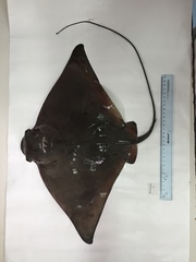 Myliobatis chilensis