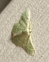 Chlorochlamys phyllinaria