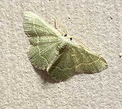 Chlorochlamys phyllinaria