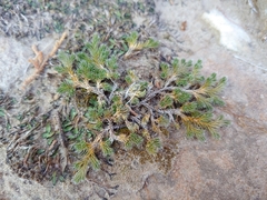 Selaginella underwoodii
