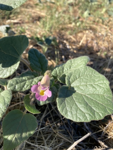 Proboscidea parviflora ssp. parviflora