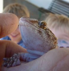 Chondrodactylus turneri
