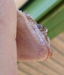 Chondrodactylus turneri