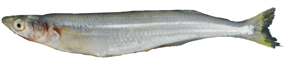 Chilean silverside (Odontesthes regia) — Atherinopsidae