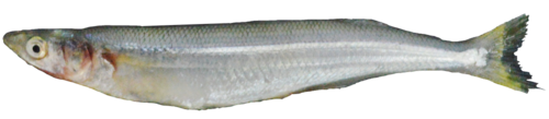 Chilean silverside (Odontesthes regia) — Atherinopsidae